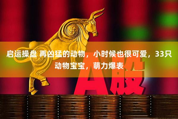 启运操盘 再凶猛的动物，小时候也很可爱，33只动物宝宝，萌力爆表
